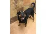 Adopt Chop a Black - with Brown Red Golden Orange or Chestnut Ro