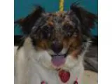 Adopt Elphie  a Australian Shepherd