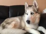 Adopt Max a Black - with White Husky  Mixed dog in Romeoville IL