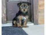 Bfesfds Teacup Yorkie Puppies For Sale