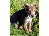 Adopt Maggs Pup - Crane a Australian Shepherd Labrador Retriever