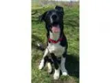 Adopt Gatsby a Black - with White Border Collie  Boxer  Mixed do