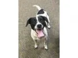 Adopt Daisy a White - with Black Jack Russell Terrier  Mixed dog