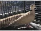 Adopt Louie a Dove bird in Orlando FL ()