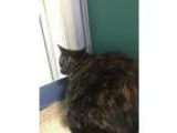 Adopt Blaze a Tortoiseshell Domestic Shorthair (short coat) cat 