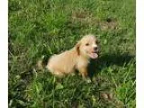 Adopt Bimbetteadopted a TanYellowFawn - with White Shih Tzu  Poo