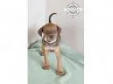 Adopt ADOPTED Skye (Ghanna OH) a Beagle