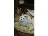 Adopt Ali a White (Mostly) Domestic Mediumhair (medium coat) cat