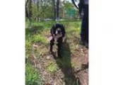 Adopt Cupcake a Cocker Spaniel