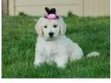 Adorable Goldendoodles puppies for sale now