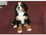 Bernese Mountain Dog Puppies for Sale