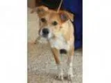 Adopt Oliver a Cattle Dog