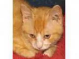 Adopt Redman (baby boy) a Orange or Red Tabby Domestic Shorthair