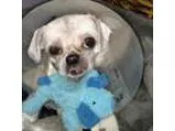 Adopt Modak a Shih Tzu