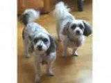 Adopt Bonnie and Klyde in NorCal a Havanese