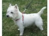 Adopt Sam a West Highland White Terrier Westie