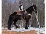 Stunning Jet Black Dales Pony