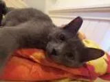 Adopt Mickey a Gray or Blue Russian Blue  Mixed (short coat) cat