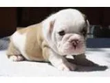 Lovely Akc English bulldog puppies for sale