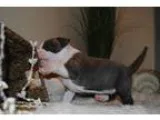 Sewrfgdge American Pit Bull Terrier puppies
