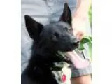 Adopt Buddy a Black - with White Border Collie  Mixed dog in Dan