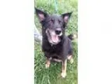 Adopt Maddiee a Shepherd (Unknown Type)  Mixed dog in Binghamton