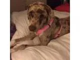 Adopt Dixie a Tricolor (TanBrown and Black and White) Catahoula 