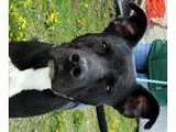 Adopt Thor a Black - with White Labrador Retriever  Pit Bull Ter