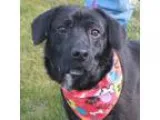 Adopt Sabrina-PENDING a Labrador Retriever Basset Hound