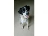Adopt OHPiper a Black - with White Brittany  Mixed dog in Kent O