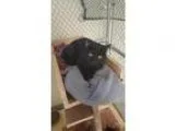 Adopt Blackie a Domestic Short Hair