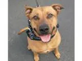 Adopt Kobe a TanYellowFawn Rhodesian Ridgeback  Pit Bull Terrier