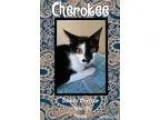 Very affectionate Donskoy Sphynx male kitten