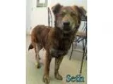 Adopt Seth a Brindle Collie  Mixed dog in Georgetown SC (1551877