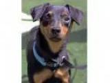 Adopt Austin a Miniature Pinscher