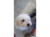 Adopt Snoopy a Poodle Havanese
