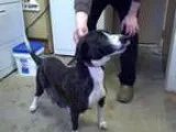 Adopt Sasha a Boxer Hound