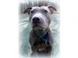 Adopt Blue Belle (Sweet and Shy Lady Good with Kids) a Pit Bull 