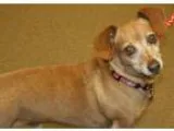 Adopt Spunky a RedGoldenOrangeCh estnut Dachshund  Mixed dog in 