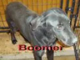 Adopt Boomer a Black Corgi  Mixed dog in Coleman TX (14534446)