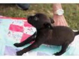 Adopt Sadie a Miniature Pinscher Terrier