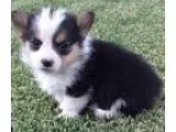 Excellent Pembroke Welsh Corgi Puppies For Sale