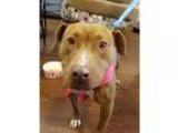 Adopt Pumpkin a TanYellowFawn - with White Boxer  Labrador Retri