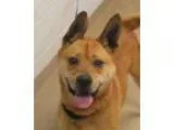 Adopt Trafford a BrownChocolate Chow Chow  Golden Retriever  Mix