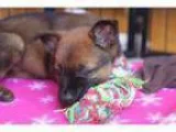 Adopt Hamilton Litter_Washington a Labrador Retriever Chow Chow