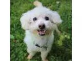 Adopt Eddard a Poodle (Miniature)  Mixed dog in Smyrna GA (15476