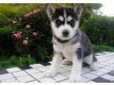 Sterling Siberian Husky Puppies Available Now