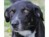 Adopt Teka a Labrador Retriever Shepherd