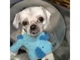 Adopt Modak a Shih Tzu  Mixed dog in Pittsburg CA (15405612)