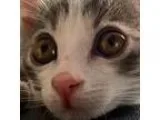 Adopt Sprite a Gray or Blue Domestic Shorthair (short coat) cat 
